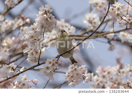 A New Year's sparrow holding a cherry blossom in its mouth A New Year's sparrow holding a cherry blossom in its mouth 138283644