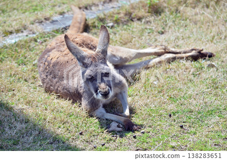 Red kangaroo relaxing 138283651