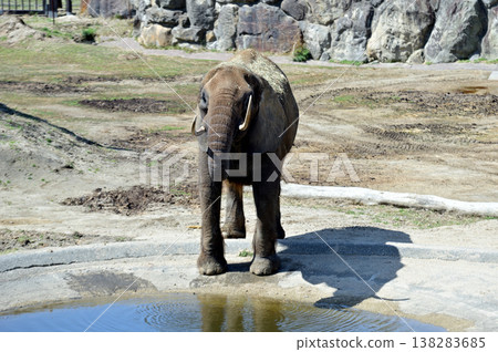 African elephant drinking water 138283685