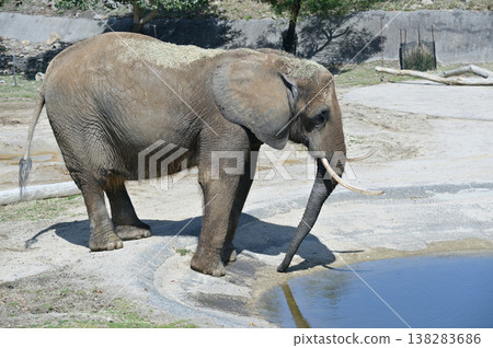 非洲大象飲用水 138283686