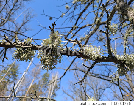 Green fruticose lichen grows on a bare tree branch under a clear blue sky. Springtime shows nature thriving as lichen forms colorful patches on the branch. Life flourishes in the ecosystem. Green fruticose lichen grows on a bare tree branch under a clear blue sky. Springtime shows nature thriving as lichen forms colorful patches on the branch. Life flourishes in the ecosystem. 138283756