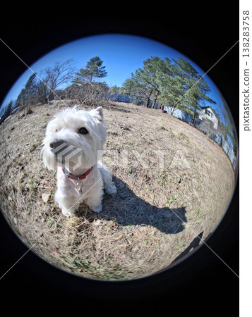 A West Highland White Terrier sits in a rural outdoor area with trees around. The use of a fisheye lens gives a unique and funny view of the dog and its surroundings on a sunny day. A West Highland White Terrier sits in a rural outdoor area with trees around. The use of a fisheye lens gives a unique and funny view of the dog and its surroundings on a sunny day. 138283758