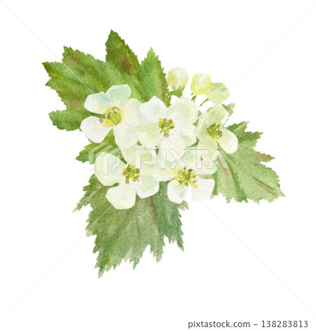 A hand-painted watercolor composition of white hawthorn flowers and green leaves on an isolated background. Simple spring botanical clip art for designing cards, posters, and packaging 138283813