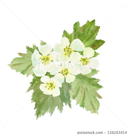 A hand-painted watercolor composition of white hawthorn flowers and green leaves on an isolated background. Simple spring botanical clip art for designing cards, posters, and packaging. 138283814