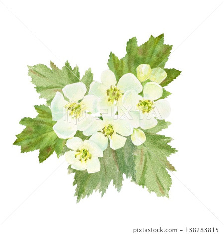 A hand-painted watercolor composition of white hawthorn flowers and green leaves on an isolated background. Simple spring botanical clip art for designing cards, posters, and packaging. A hand-painted watercolor composition of white hawthorn flowers and green leaves on an isolated background. Simple spring botanical clip art for designing cards, posters, and packaging. 138283815