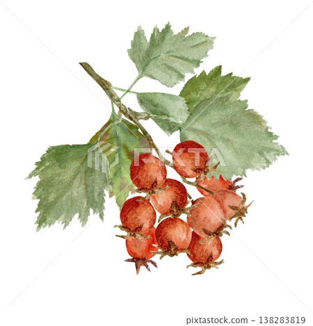 A branch with green leaves and red hawthorn berries. Hand-drawn in watercolor on an isolated background. Simple autumn clip art for designing cards, posters, and packaging for this useful plant A branch with green leaves and red hawthorn berries. Hand-drawn in watercolor on an isolated background. Simple autumn clip art for designing cards, posters, and packaging for this useful plant 138283819