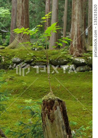 A tree growing from a tree stump - Hakusan Heisenji Temple Moss Area 138283820