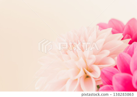 Indoor photo shoot of dark pink and light pink dahlias against a beige background (08) 138283863