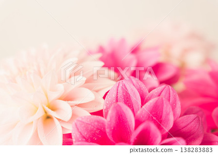 Indoor photo of dark pink and light pink dahlias against a beige background (32) 138283883