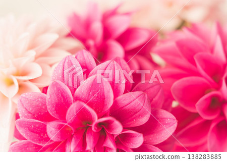 Indoor photo of dark pink and light pink dahlias against a beige background (34) 138283885