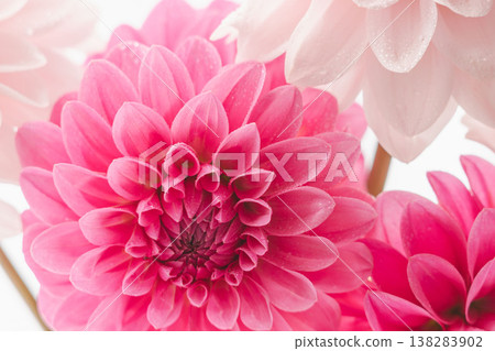 Dark pink and light pink dahlia flowers photographed indoors against a white background (10) Dark pink and light pink dahlia flowers photographed indoors against a white background (10) 138283902