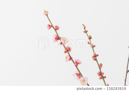室內拍攝的梅花,白色背景 04 室內拍攝的梅花,白色背景 04 138283919