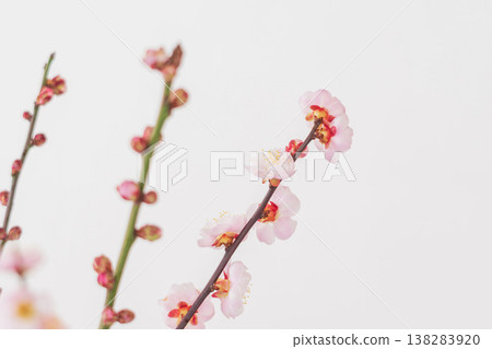 室內拍攝的梅花,白色背景 05 室內拍攝的梅花,白色背景 05 138283920