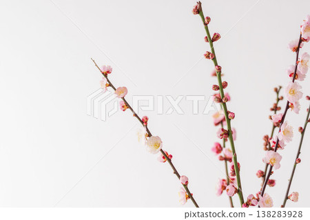 Plum blossoms photographed indoors against a white background (13) 138283928