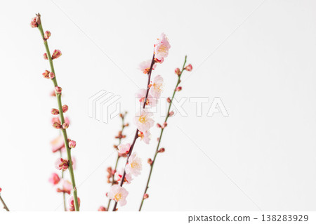 室內拍攝的梅花,背景為白色(14) 室內拍攝的梅花,背景為白色(14) 138283929