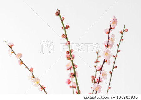室內拍攝的梅花,背景為白色(15張照片) 室內拍攝的梅花,背景為白色(15張照片) 138283930
