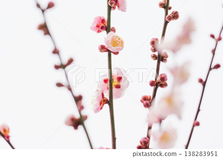 室內拍攝的梅花，背景為白色（37） 138283951