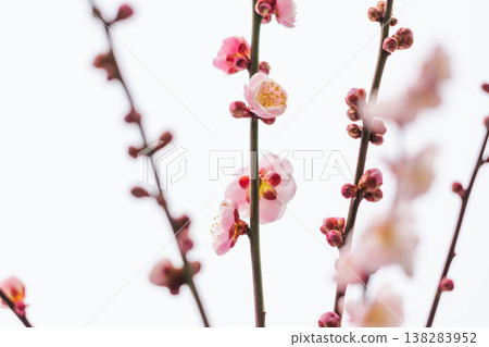 室內拍攝的梅花,背景為白色(38) 室內拍攝的梅花,背景為白色(38) 138283952