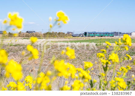 [Hachiko Line] A diesel train runs along a line where rapeseed flowers are in bloom. 138283967