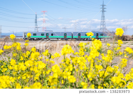 [Hachiko Line] A diesel train runs along a line where rapeseed flowers are in bloom. 138283973