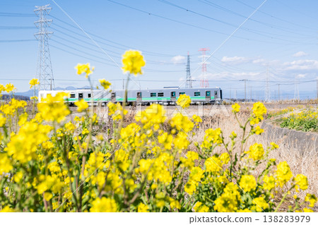 【八公線】一列柴油列車沿著油菜花盛開的鐵路線行駛。 【八公線】一列柴油列車沿著油菜花盛開的鐵路線行駛。 138283979
