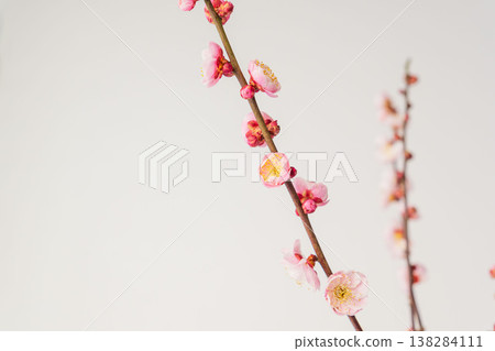 室內拍攝的梅花，背景為白色（59） 138284111