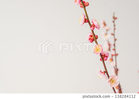室內拍攝的梅花，白色背景（60張照片） 138284112