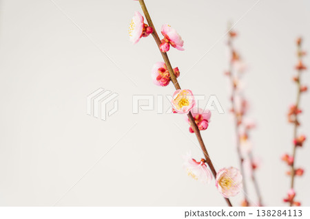 Plum blossoms photographed indoors against a white background (61) Plum blossoms photographed indoors against a white background (61) 138284113