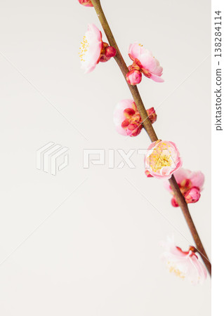室內拍攝的梅花，背景為白色（62） 138284114