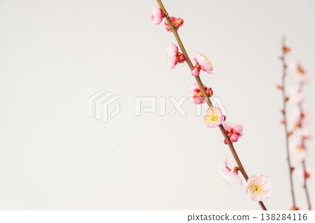 室內拍攝的梅花,背景為白色(63) 室內拍攝的梅花,背景為白色(63) 138284116