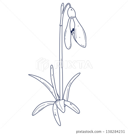 Outline snowdrop flower illustration Outline snowdrop flower illustration 138284231