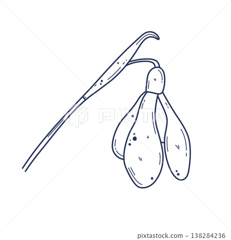 Doodle snowdrop flower illustration 138284236