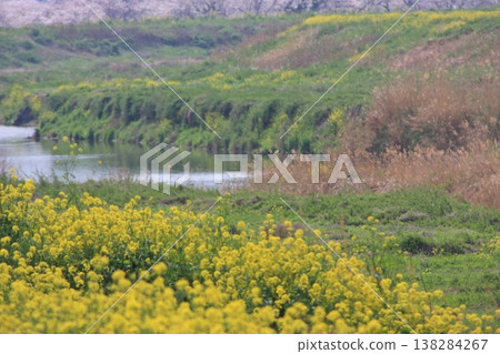 Rape blossoms and cherry blossoms signal the arrival of spring (March 30, 2023). The focus is off everywhere. It's a scene reminiscent of the Mona Lisa. Rape blossoms and cherry blossoms signal the arrival of spring (March 30, 2023). The focus is off everywhere. It's a scene reminiscent of the Mona Lisa. 138284267