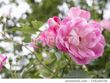 A cluster of vibrant pink roses A cluster of vibrant pink roses 138284336