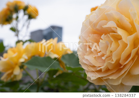 Orange-gold roses and city skyscrapers Orange-gold roses and city skyscrapers 138284337
