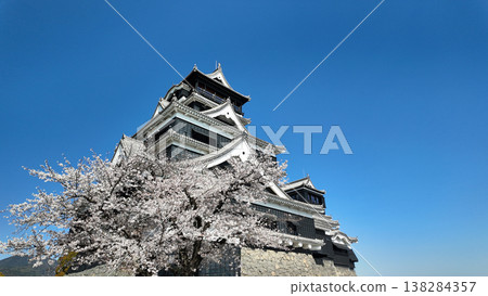 Cherry blossoms in full bloom and Kumamoto Castle 138284357