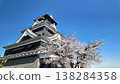 Cherry blossoms in full bloom and Kumamoto Castle 138284358