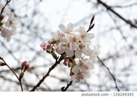 Beautiful spring scenery in Kojima and Shimotsui, Kurashiki City, Okayama Prefecture, Japan Beautiful spring scenery in Kojima and Shimotsui, Kurashiki City, Okayama Prefecture, Japan 138284385