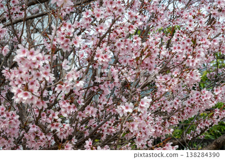 日本岡山縣倉敷市兒島和下津井美麗的春日景色 138284390