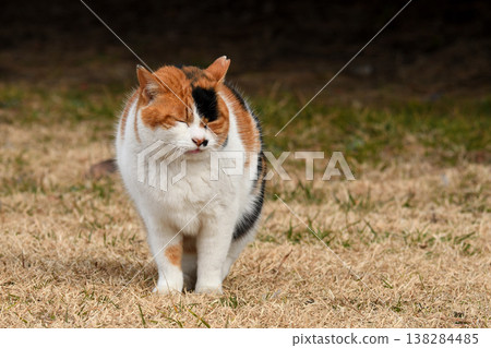 這隻三色貓停下腳步，閉上了眼睛。 138284485