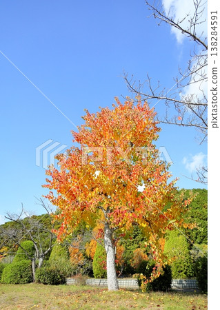 Chinese tallow tree turning yellow leaves Chinese tallow tree turning yellow leaves 138284591