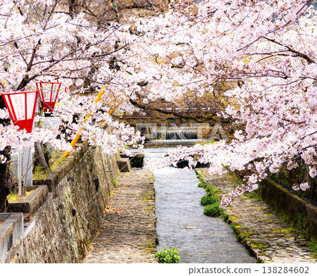 岡山縣高橋市宍屋川美觀街的景色，以及春天盛開的櫻花。 138284602