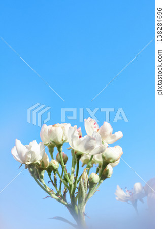 Soft focus buds and flowers on a branch Soft focus buds and flowers on a branch 138284696