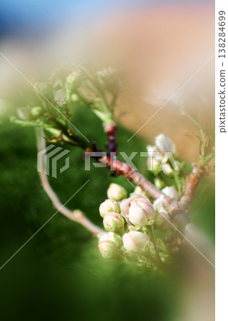 Tender pink and white flower buds, softly blurred background Tender pink and white flower buds, softly blurred background 138284699