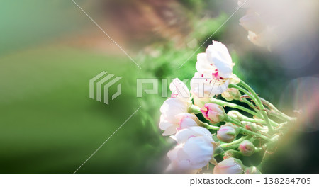 Soft focus buds and flowers on a branch 138284705