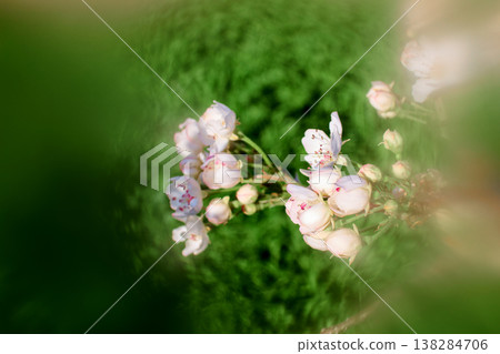 Soft focus buds and flowers on a branch Soft focus buds and flowers on a branch 138284706