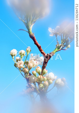 Soft focus buds and flowers on a branch 138284712