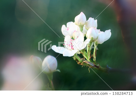 Soft focus buds and flowers on a branch Soft focus buds and flowers on a branch 138284713
