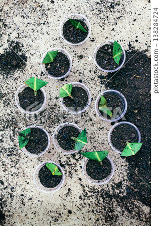 Ficus elastica propagation in soil Ficus elastica propagation in soil 138284724