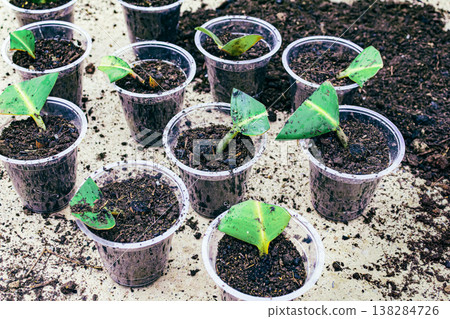 Ficus elastica propagation in soil Ficus elastica propagation in soil 138284726
